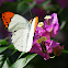 The Great Orange Tip