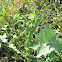 Spiny Sow Thistle