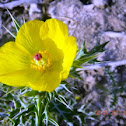 Prickly Poppy