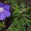 Common Hepatica