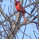 Northern Cardinal