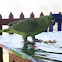 Mealy Amazon Parrot