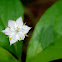 Pacific Starflower