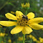 Stingless bee
