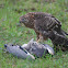 Goshawk