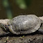 Red-eared Slider