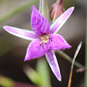 Fringed Violet