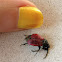 Blister Beetle