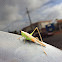 Slender Meadow Katydid
