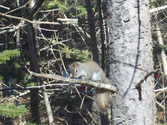 Spotting Image 1