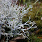 Reindeer moss?