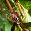 Stink bug nymph