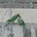 Rose-ringed Parakeet