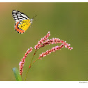 Common Jezebel