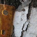 Lepraria lichen