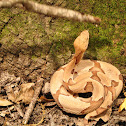 Copperhead