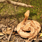 Copperhead