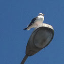 Ring Bill Gull