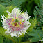 Bush Passion flower, wild water lemon,stinking passionflower, love-in-a-mist