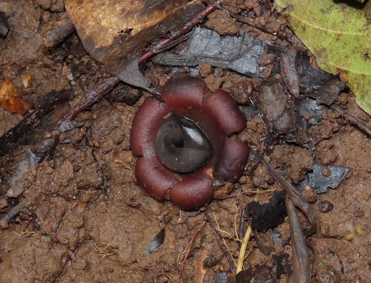 Star Fungus