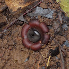 Star Fungus