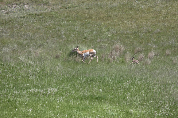 Spotting Image 1