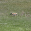 Pronghorn
