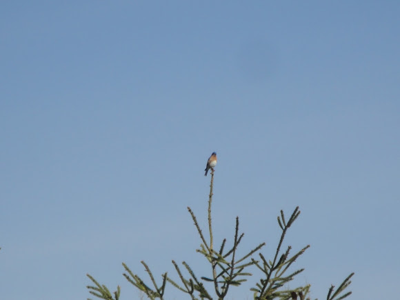 Spotting Image 1