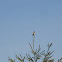 Eastern Bluebird
