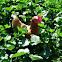 Gallina. Hen
