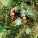 Emperor Shrimp