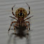 Barn spider