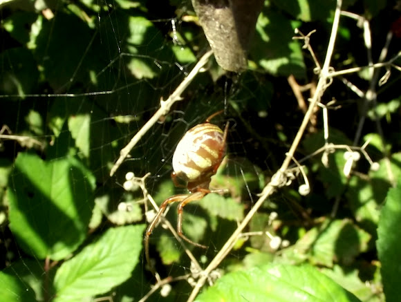 Spotting Image 1