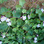 Ivy