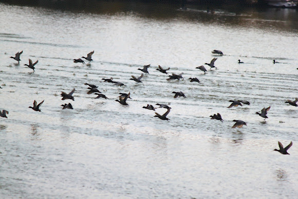 Spotting Image 1