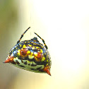 Spiny Back Orb Weaver