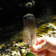 Turkey Feather (wild)