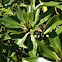 Ngaio (Myoporum laetum)