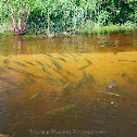 Florida Garfish