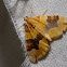 Cidaria fulvata