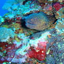 Yellow Edged Moray Eel