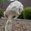Desert Shaggy Mane (Young)