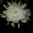 Queen of Night