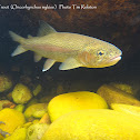 Rainbow Trout