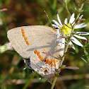 Red-banded Hairstreak Butterfly