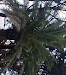 Palmeras