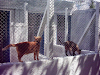 Pensionado Bastet Para Perros Y Gatos