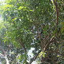 Mango Tree