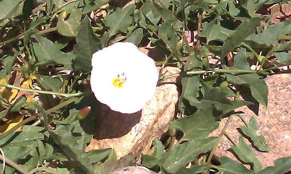 Spotting Image 1
