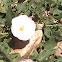 Field Bindweed - Convolvulus arvensis